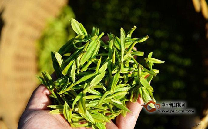 九龙茶采制工艺