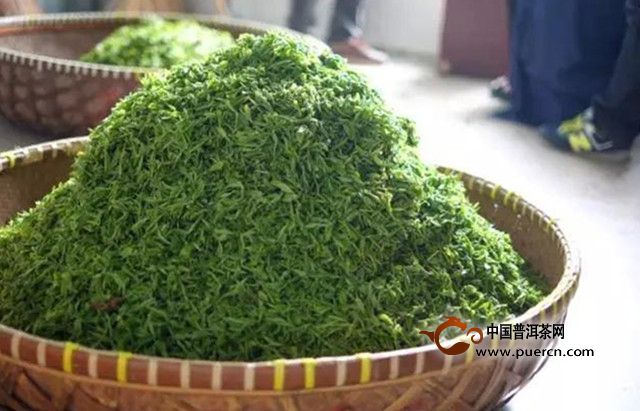 九龙茶采制工艺