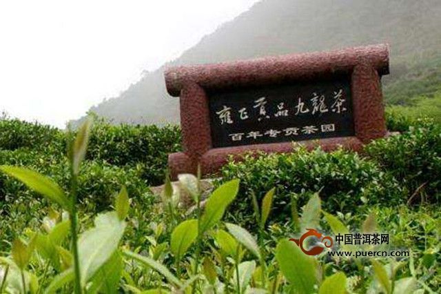 九龙茶采制工艺