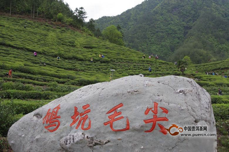 鸠坑毛尖茶功效与作用