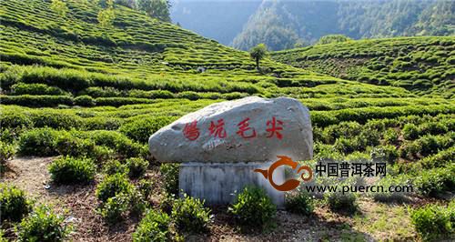 鸠坑毛尖怎么样