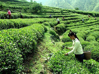鸠坑毛尖属于什么茶 鸠坑毛尖的功效与作用