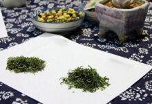 雁荡毛峰是什么茶-茗扬网
