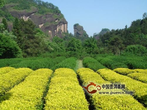 雁荡毛峰的制作工艺