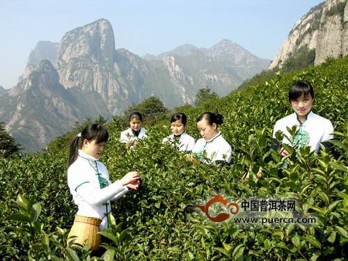 雁荡毛峰的品质特征