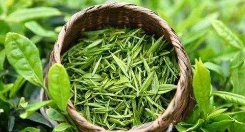 婺源茗眉的功效与禁忌事项