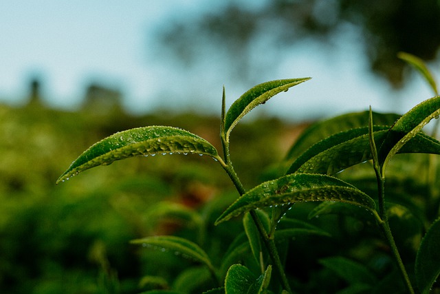 玉泉仙人掌茶的特点