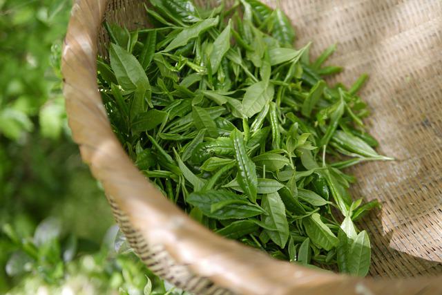 玉泉仙人掌茶的特点