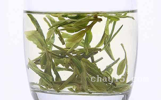 茶叶仙人掌茶的作用与禁忌