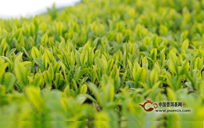 仙人掌茶的价值功能