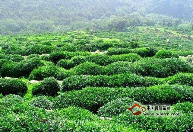 花果山云雾茶产自哪里