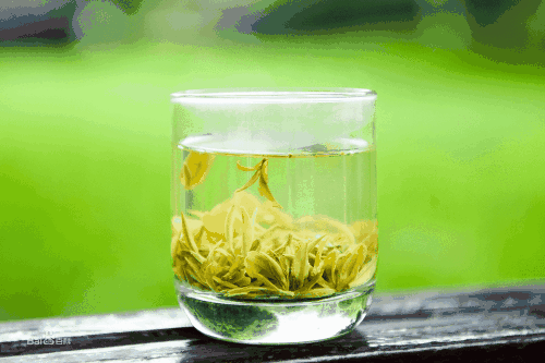 茶叶瑞草魁的作用与禁忌
