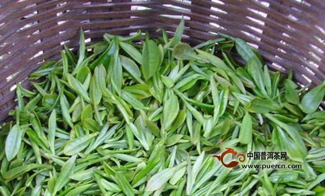 瑞草魁的采摘与制作