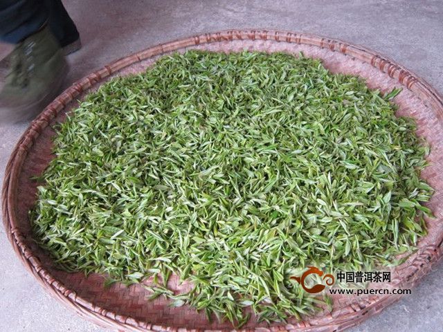 瑞草魁的采摘与制作