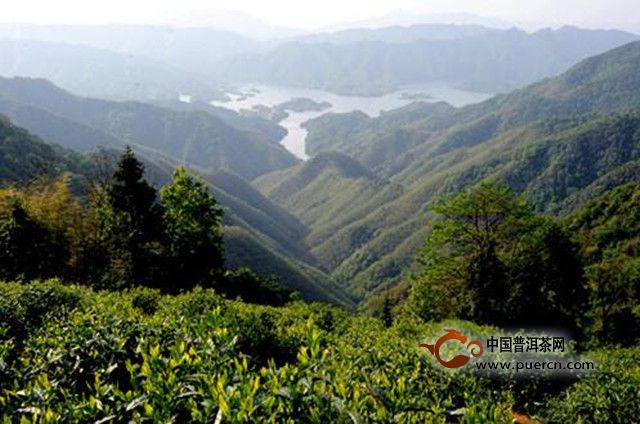 瑞草魁