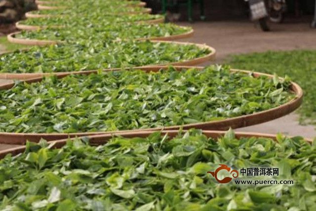 瑞草魁产地在哪