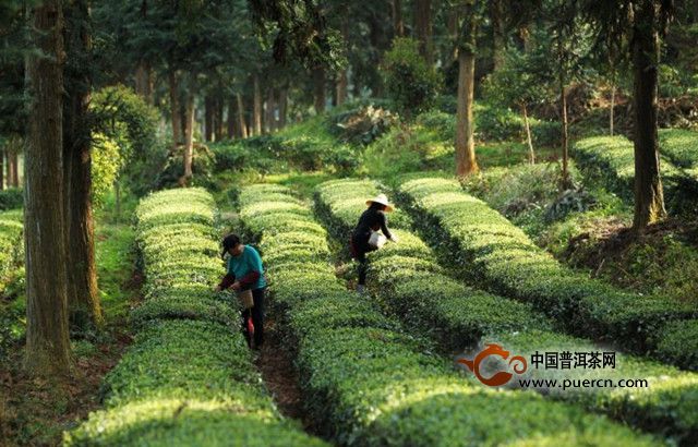 小布岩茶的产地