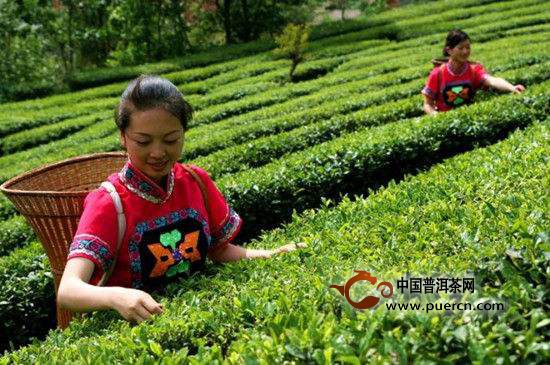 泉岗辉白茶炒制工艺