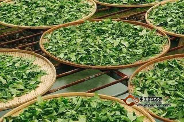 桂林毛尖制作工艺
