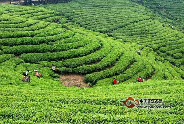 桂林毛尖茶产地