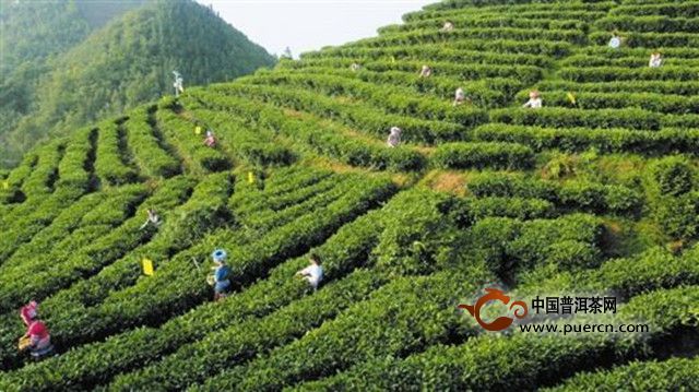 桂林毛尖茶产地