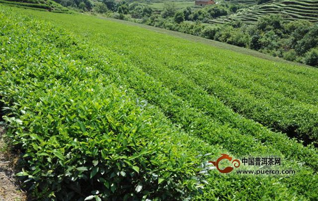 桂东玲珑茶采制工艺