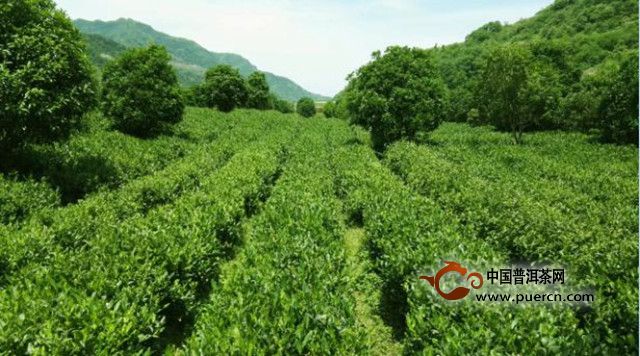 汉水银梭是什么茶类