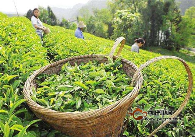 汉水银梭品质特点