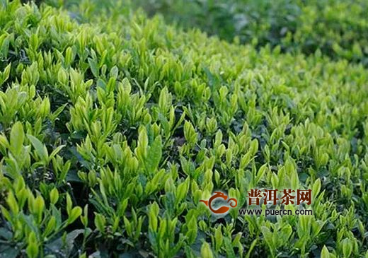 双井绿茶产地在哪里