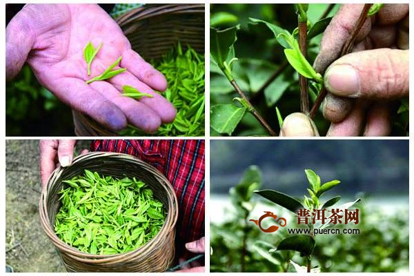 双井绿茶产地在哪里