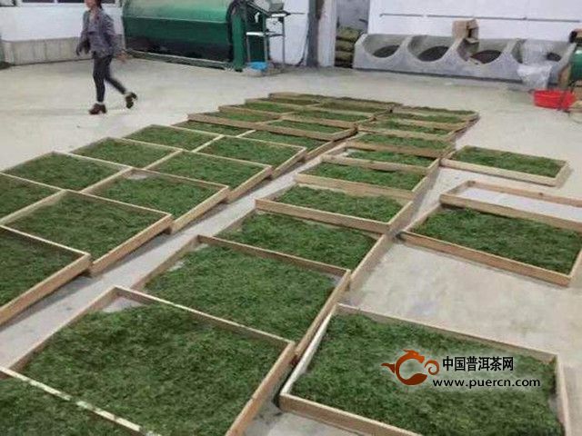 双井绿的特点