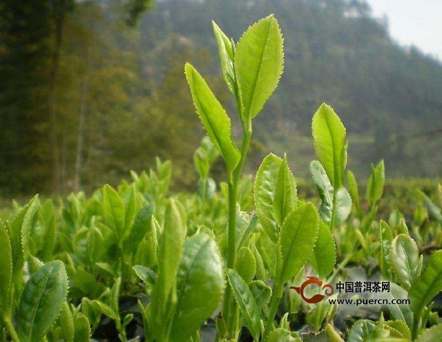 南山寿眉的制作工艺