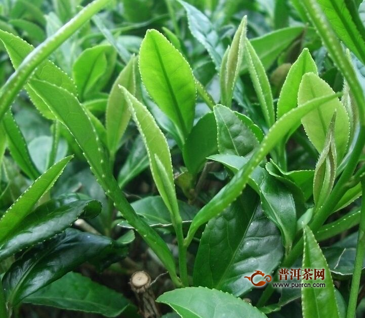 老竹大方绿茶怎么样