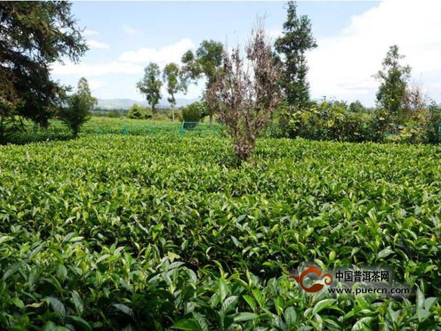 老竹大方茶叶
