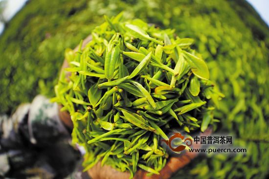 龟山岩绿制茶工艺
