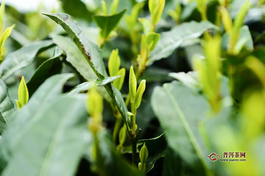 峨眉山茶价格多少钱一斤