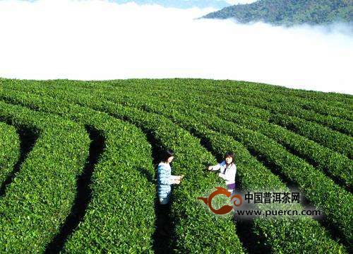 峡州碧峰怎么样