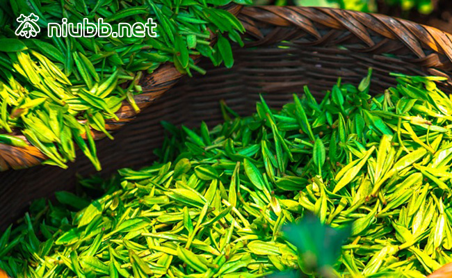 大悟绿茶属于什么茶