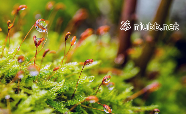 大悟绿茶保存方法
