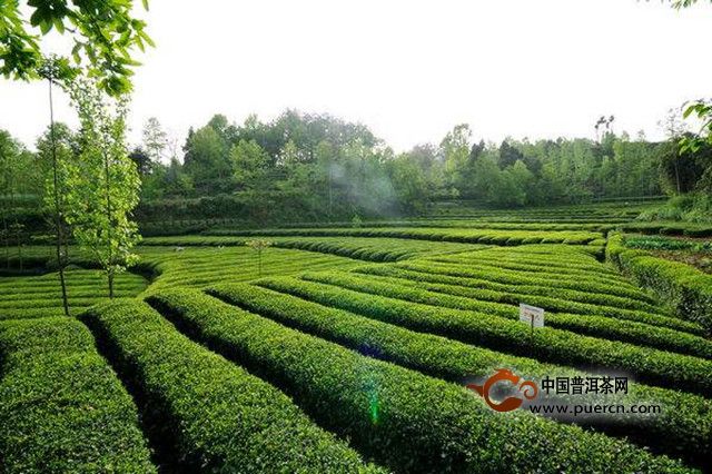陕南绿茶有哪几种