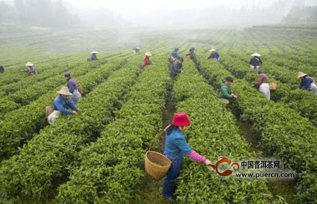官庄毛尖的生态环境