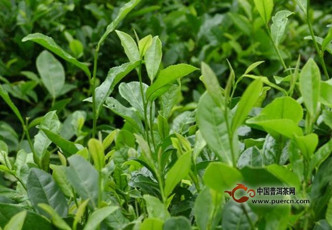 官庄毛尖的生态环境