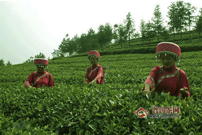 兰溪毛峰茶的产地及特点