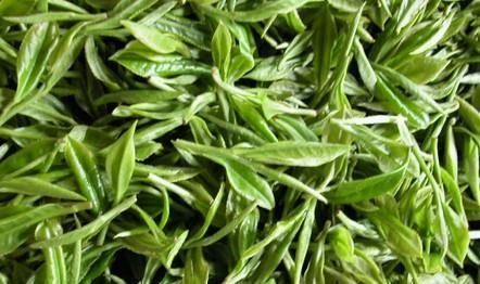 周打铁茶的功效与禁忌事项