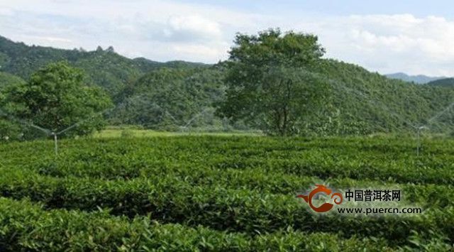 周打铁茶
