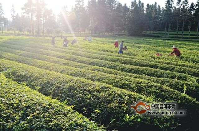 周打铁茶的产地