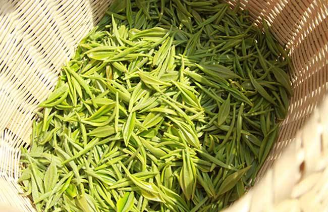 长饮白马毛尖的功效及作用