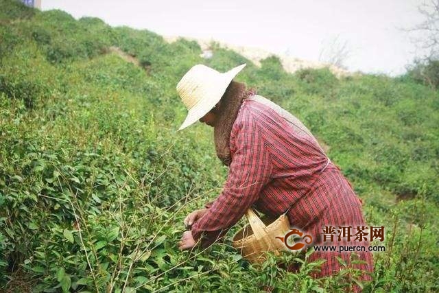 白马毛尖如何制作？白马毛尖采制工艺