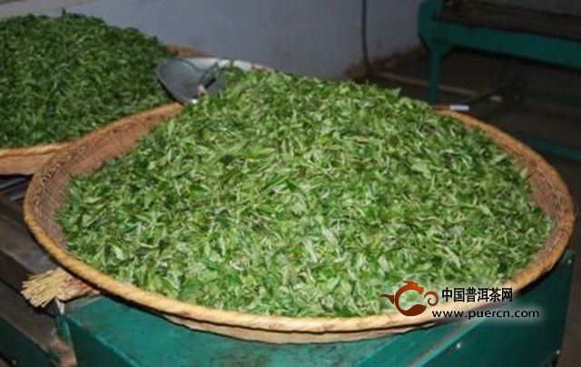 白马毛尖的制作工艺