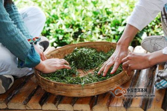 云海白毫的制作方法